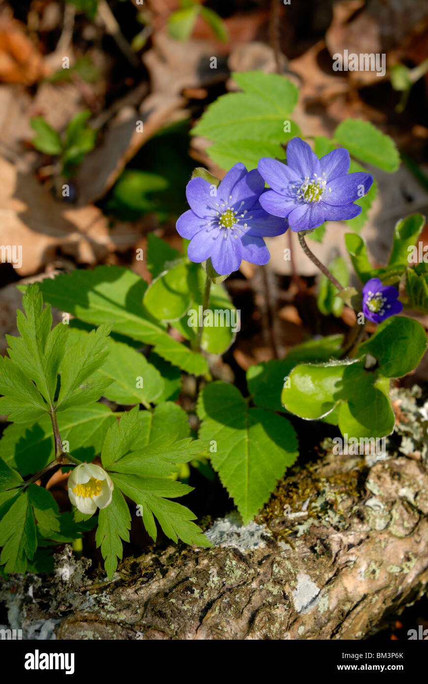 Anemone hepatica, known also as Hepatica nobilis, blooming Common anemones in the woodland at the spring time. Porvoo, Finland, Stock Photo