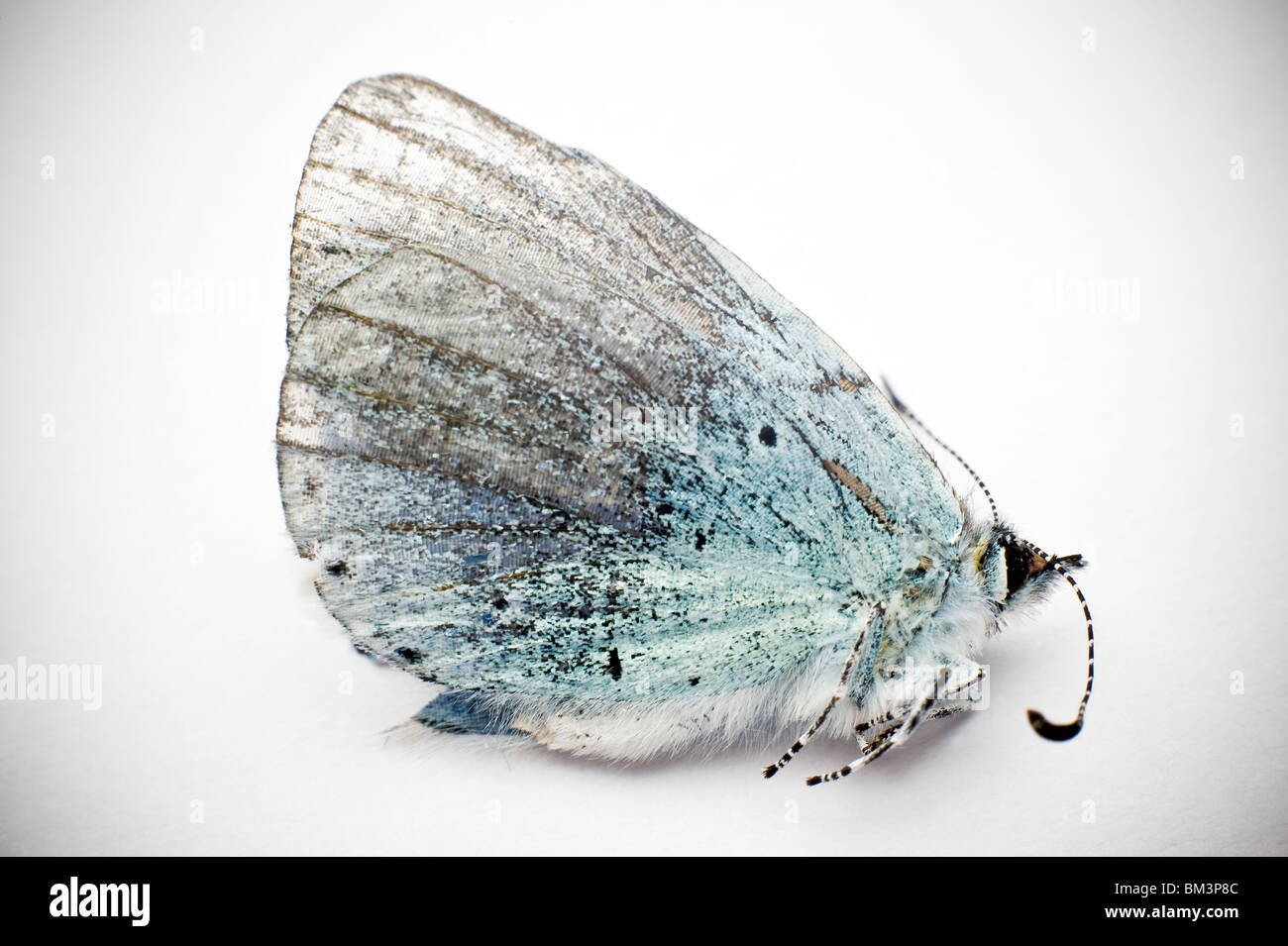 Dead and broken 'Small Blue' butterfly Stock Photo