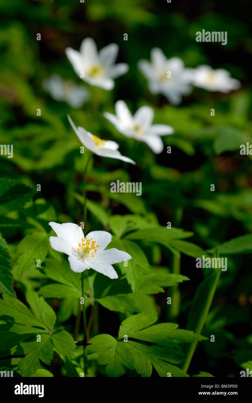 Anemone nemorosa, blooming Wood anemones in the woodland at the spring time. Porvoo, Finland, Scandinavia, Europe. Stock Photo