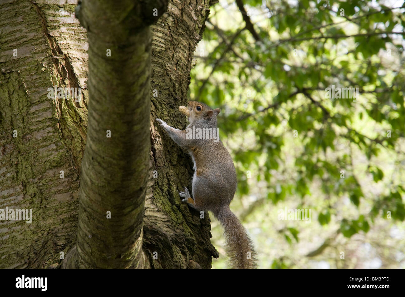 Grey squirrel tree bark hires stock photography and images Alamy