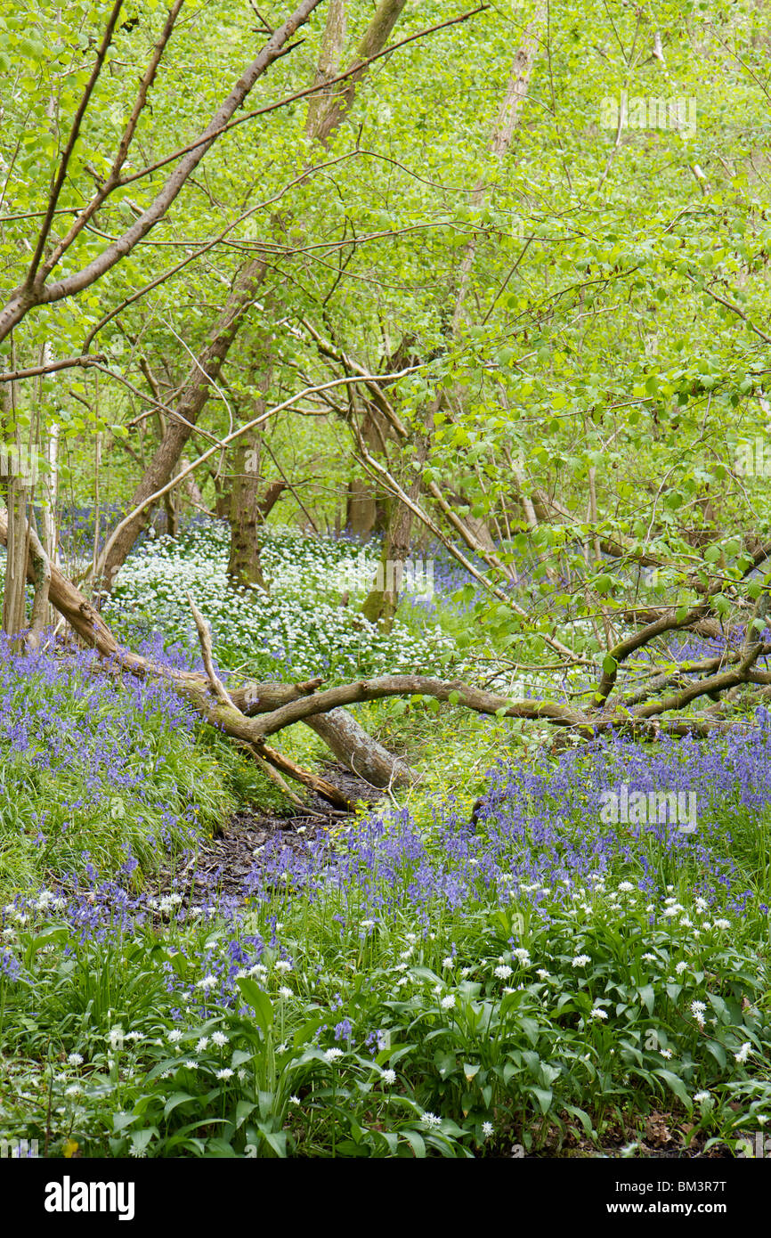 Lush woodland floor vegetation hi-res stock photography and images - Alamy