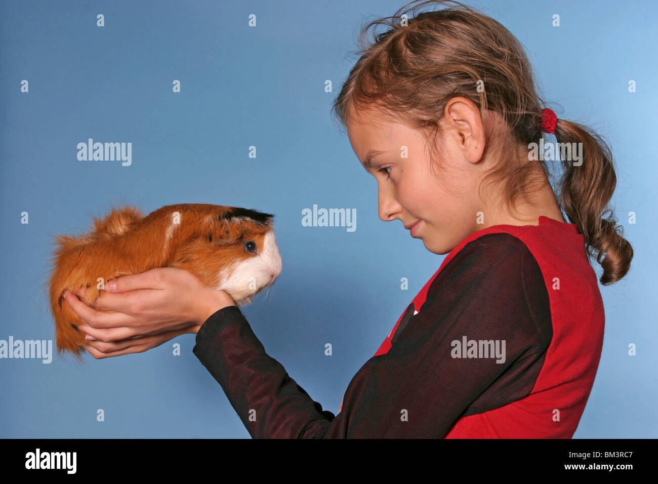 Meerschwein mit Kind / guinea pig & young girl Stock Photo