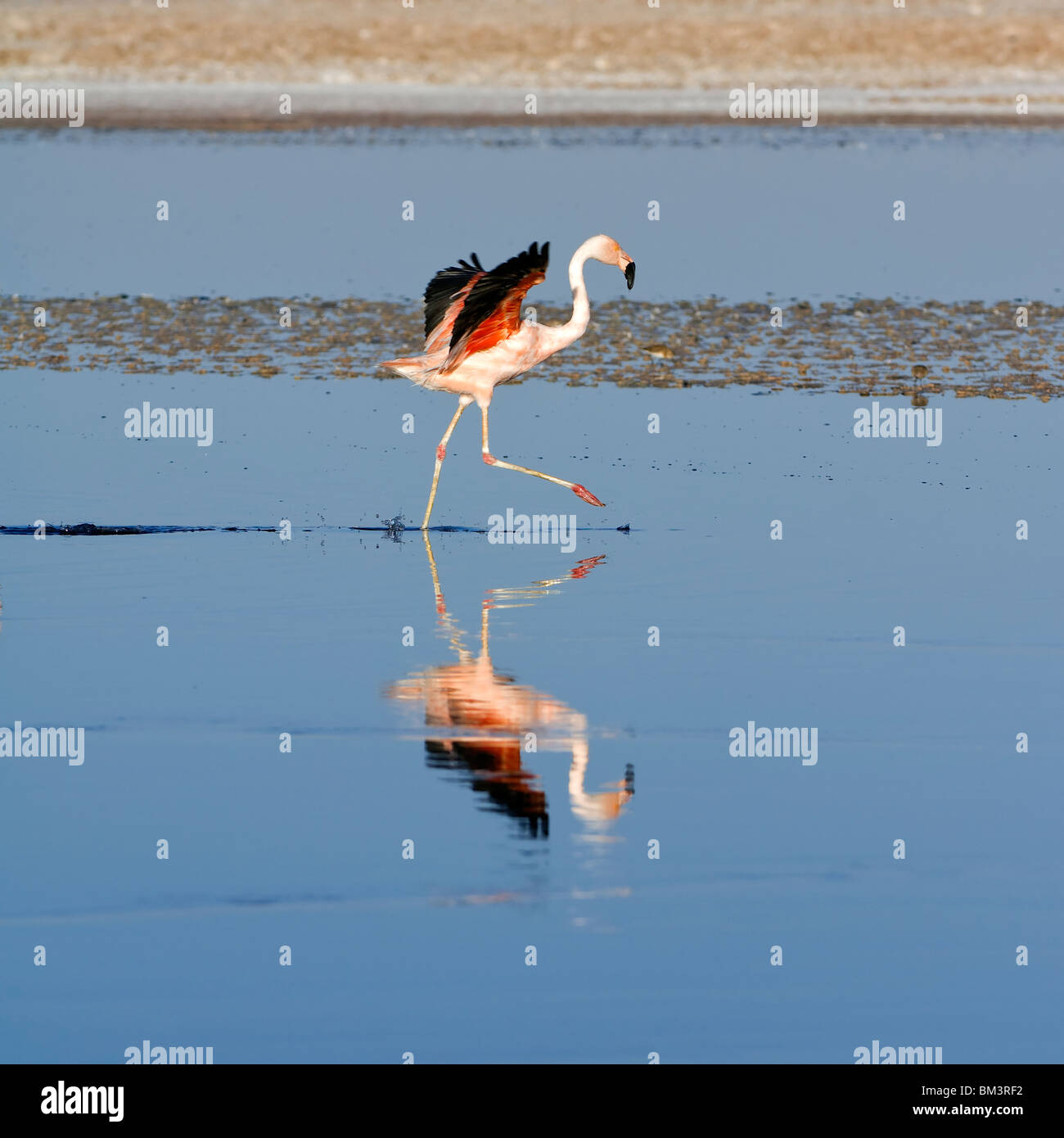 Chilean Flamingo (Phoenicopterus chilensis), Chile Stock Photo
