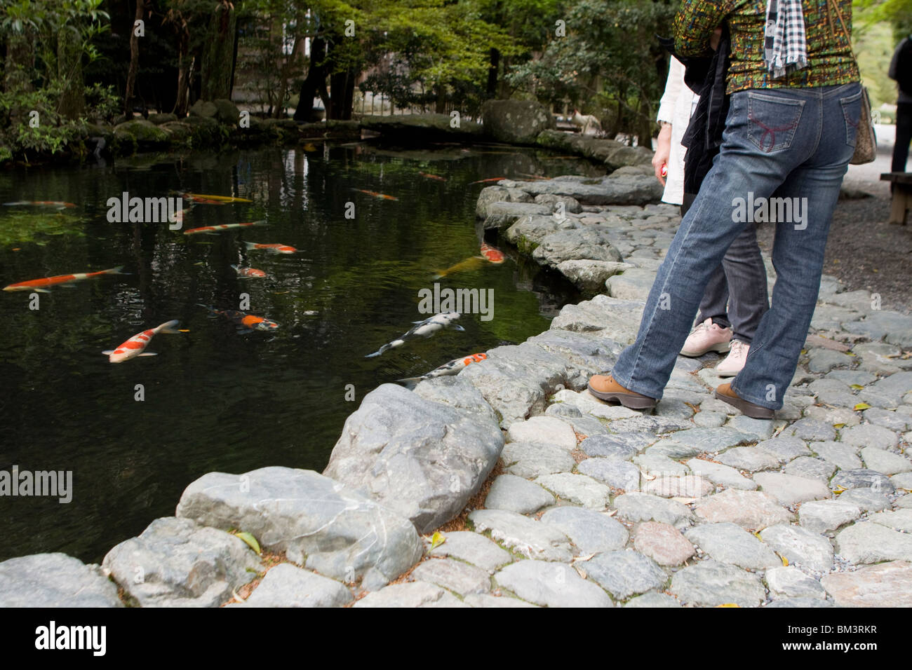 Coy Carp High Resolution Stock Photography and Images - Alamy
