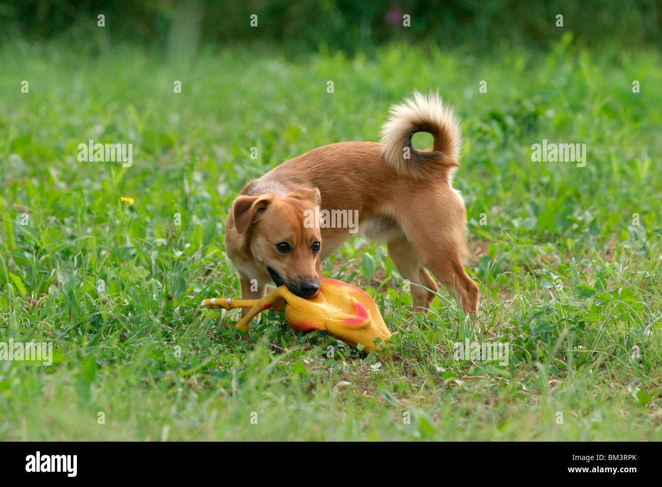  Hund mit Spielzeug / dog with toy Stock Photo - Alamy Motiv 