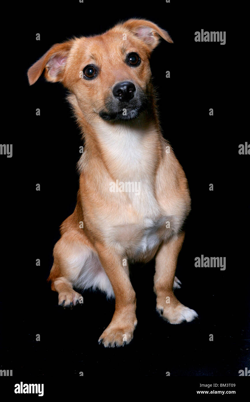 Kleiner Hund High Resolution Stock Photography and Images Alamy