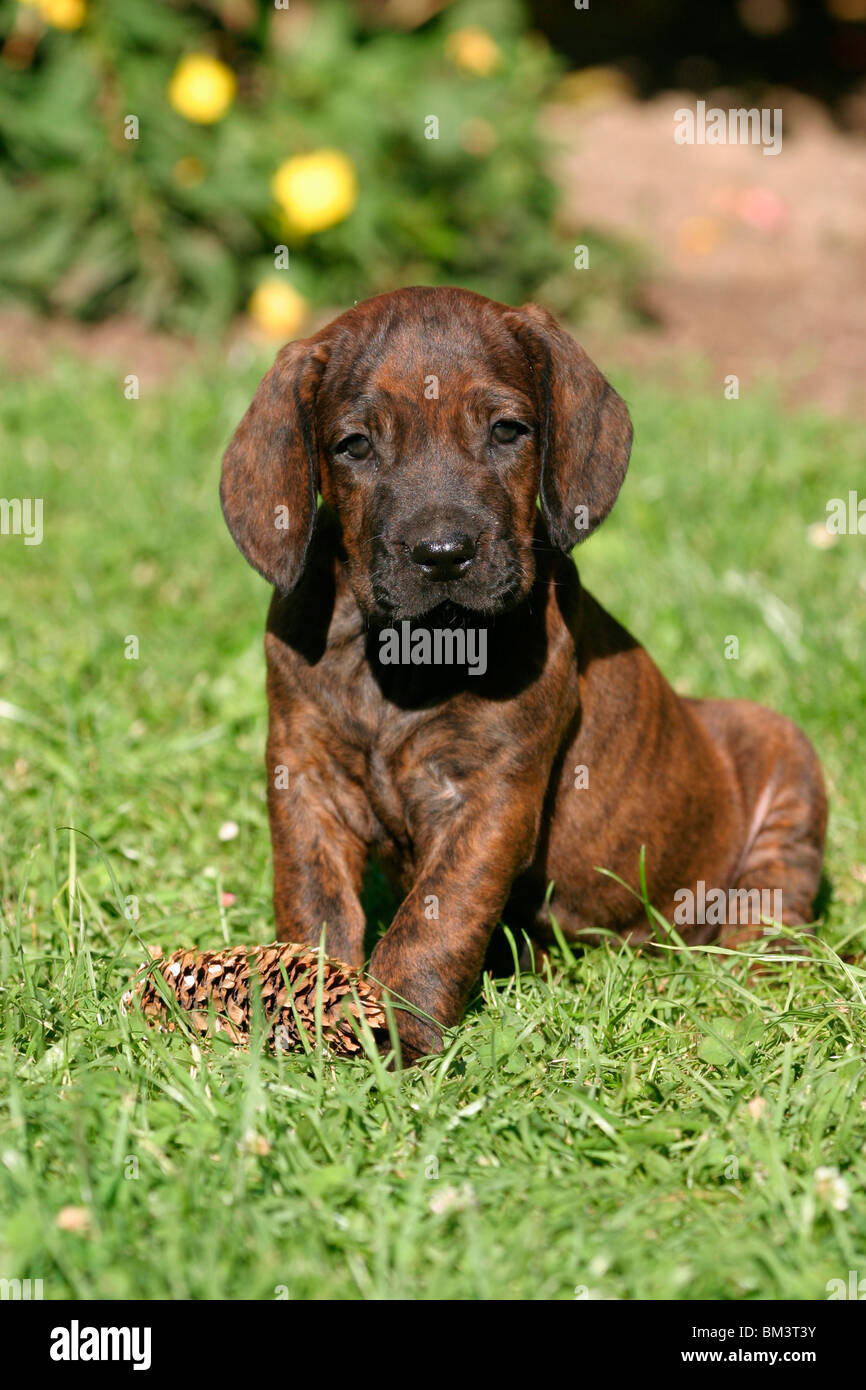 Hannoverscher Schweißhund Welpe / Puppy Stock Photo - Alamy