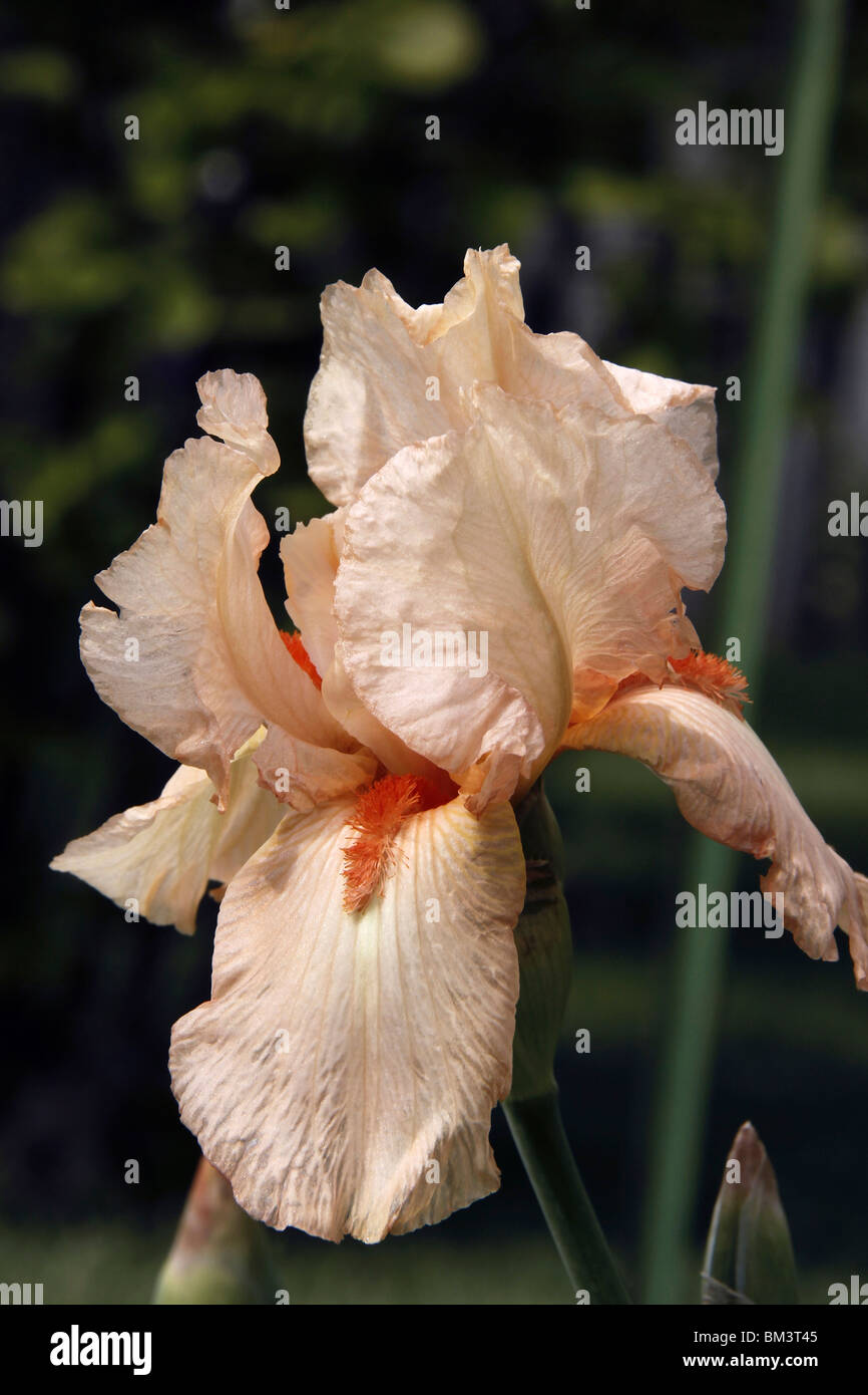 Salmon colored petals hires stock photography and images Alamy