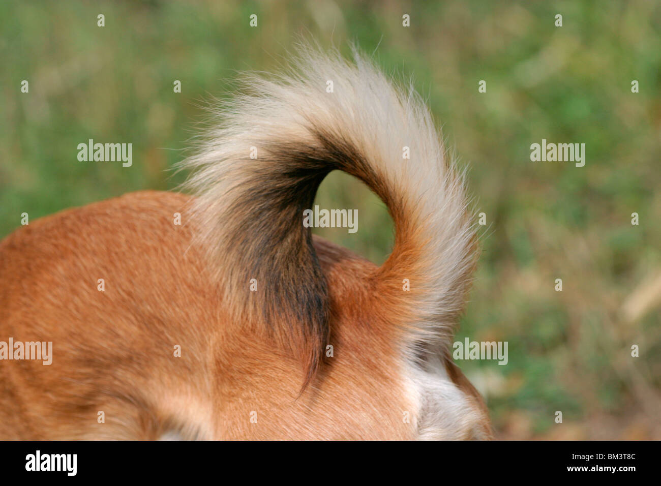 Hund Rute / dog Stock Photo - Alamy
