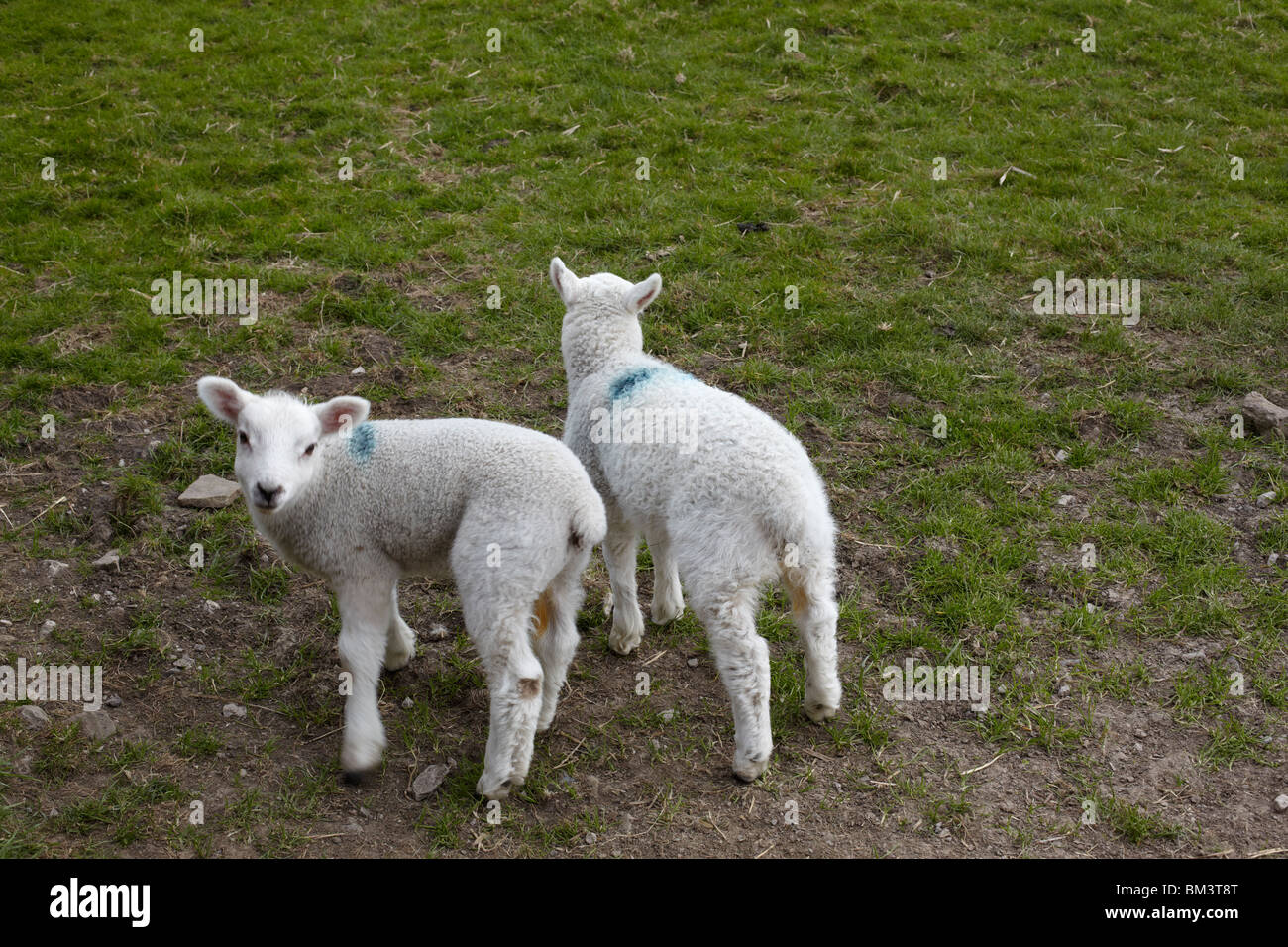 farm animals lambs Stock Photo Alamy