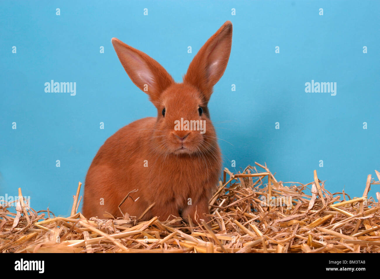 Kaninchen / bunny Stock Photo