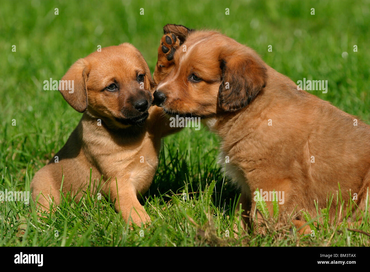 Österreichischer Pinscher Welpe / Puppy Stock Photo Alamy