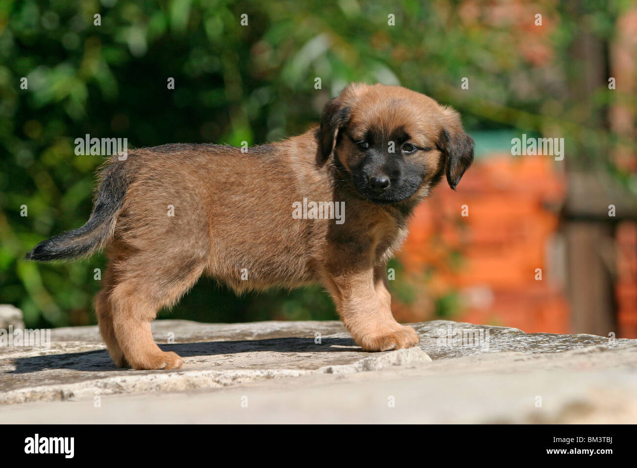 Österreichischer Pinscher Welpe / Puppy Stock Photo Alamy
