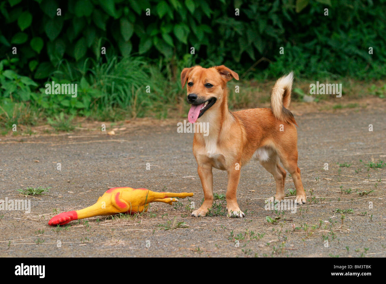 Hund mit Spielzeug / dog with toy Stock Photo - Alamy