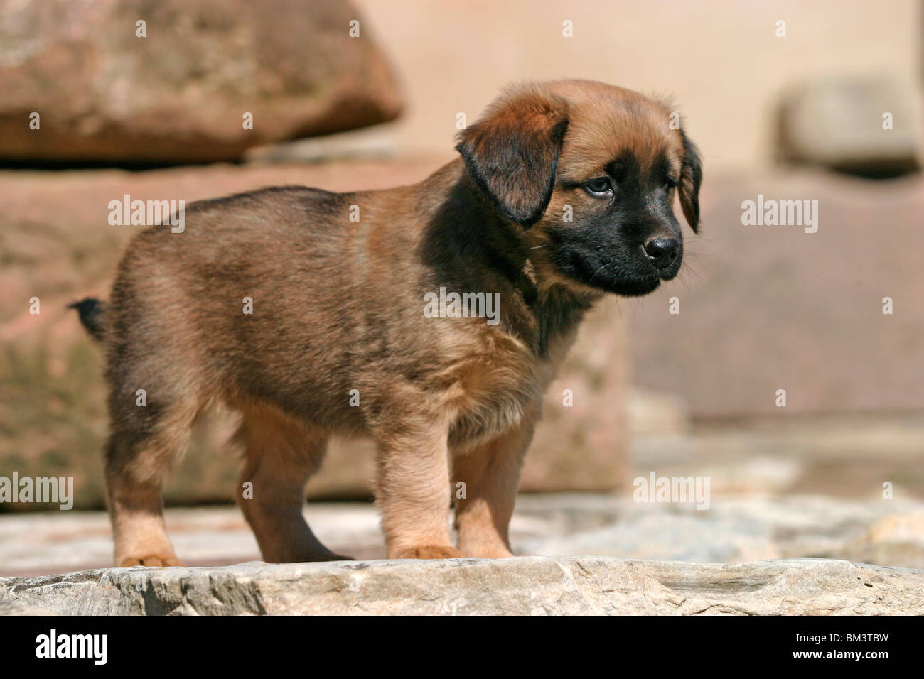 Cachorro Pinscher Miniatura De Interior PNG ,dibujos Mamífero, Uno,  Arreglado PNG Imagen para Descarga Gratuita | Pngtree, image size:1300x956