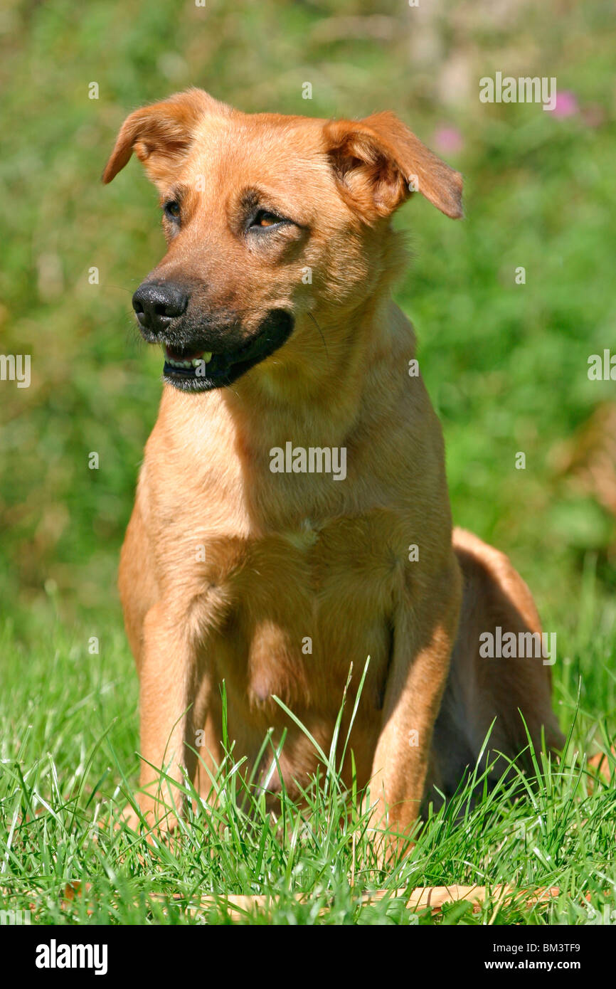 Australian shorthaired store pinscher