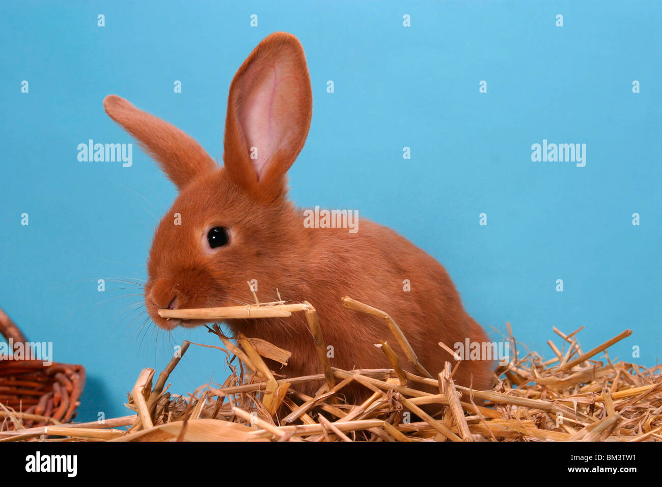 Kaninchen / bunny Stock Photo