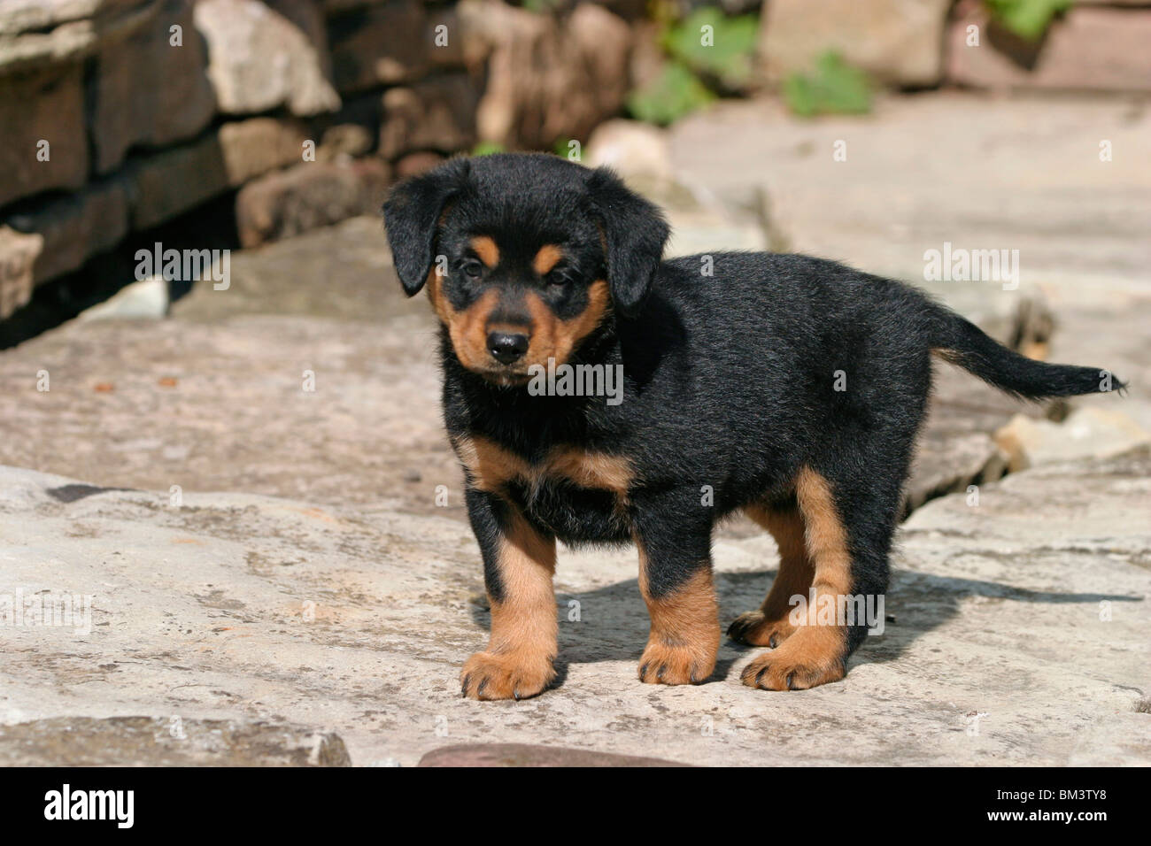 Österreichischer Pinscher Welpe / Puppy Stock Photo Alamy
