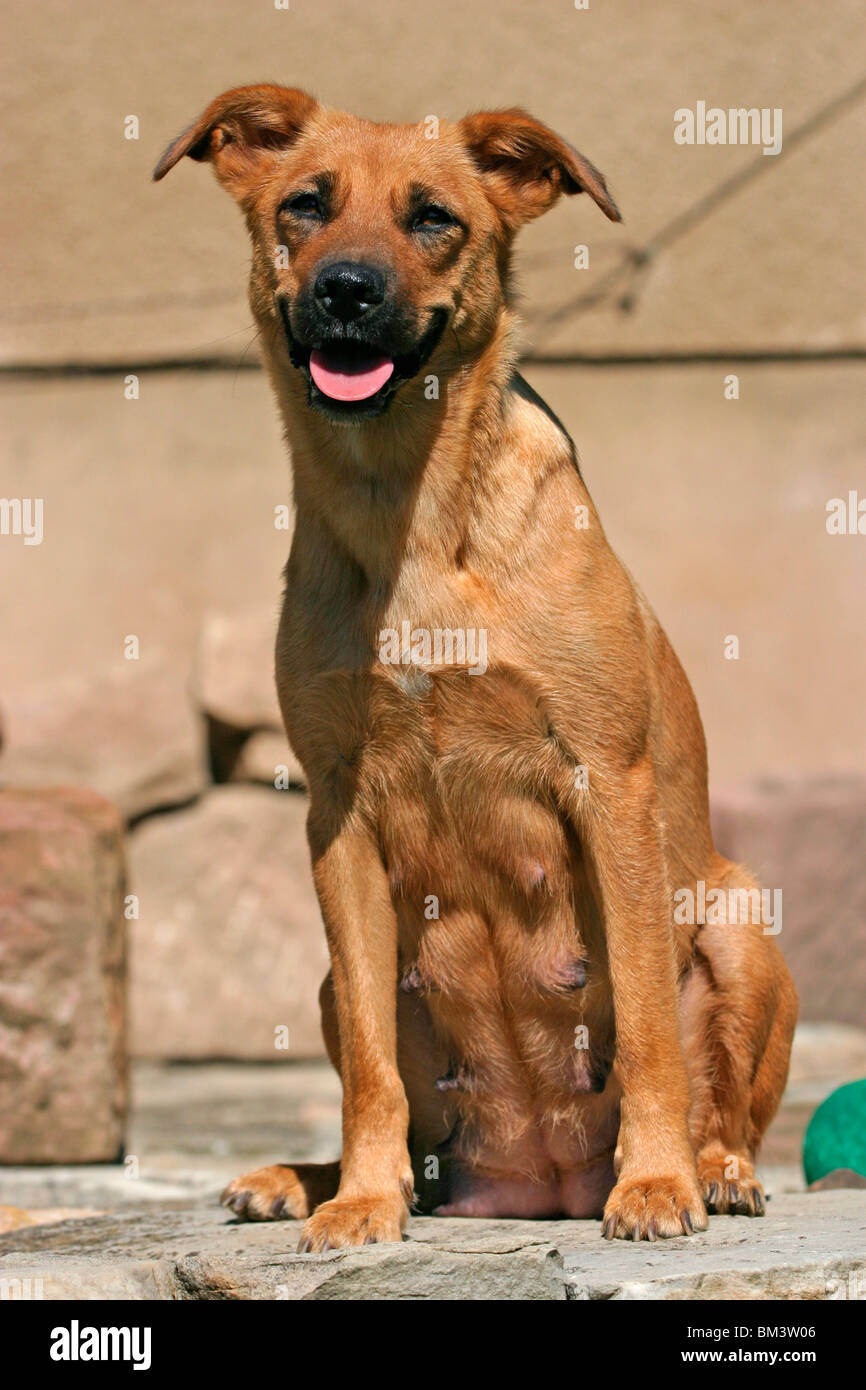 Australian shorthaired pinscher sale
