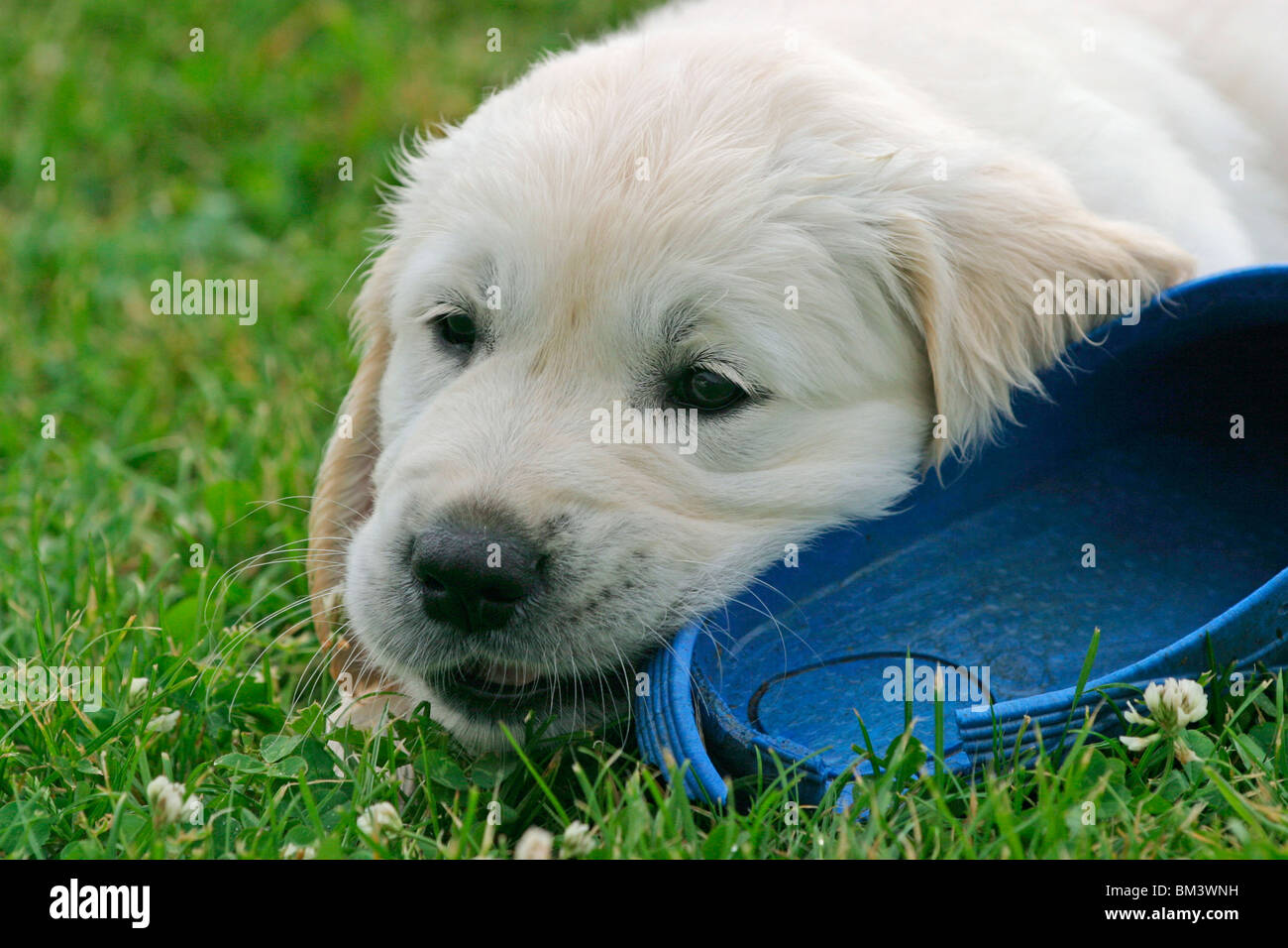 spielender Retriever Welpe / playing puppy Stock Photo