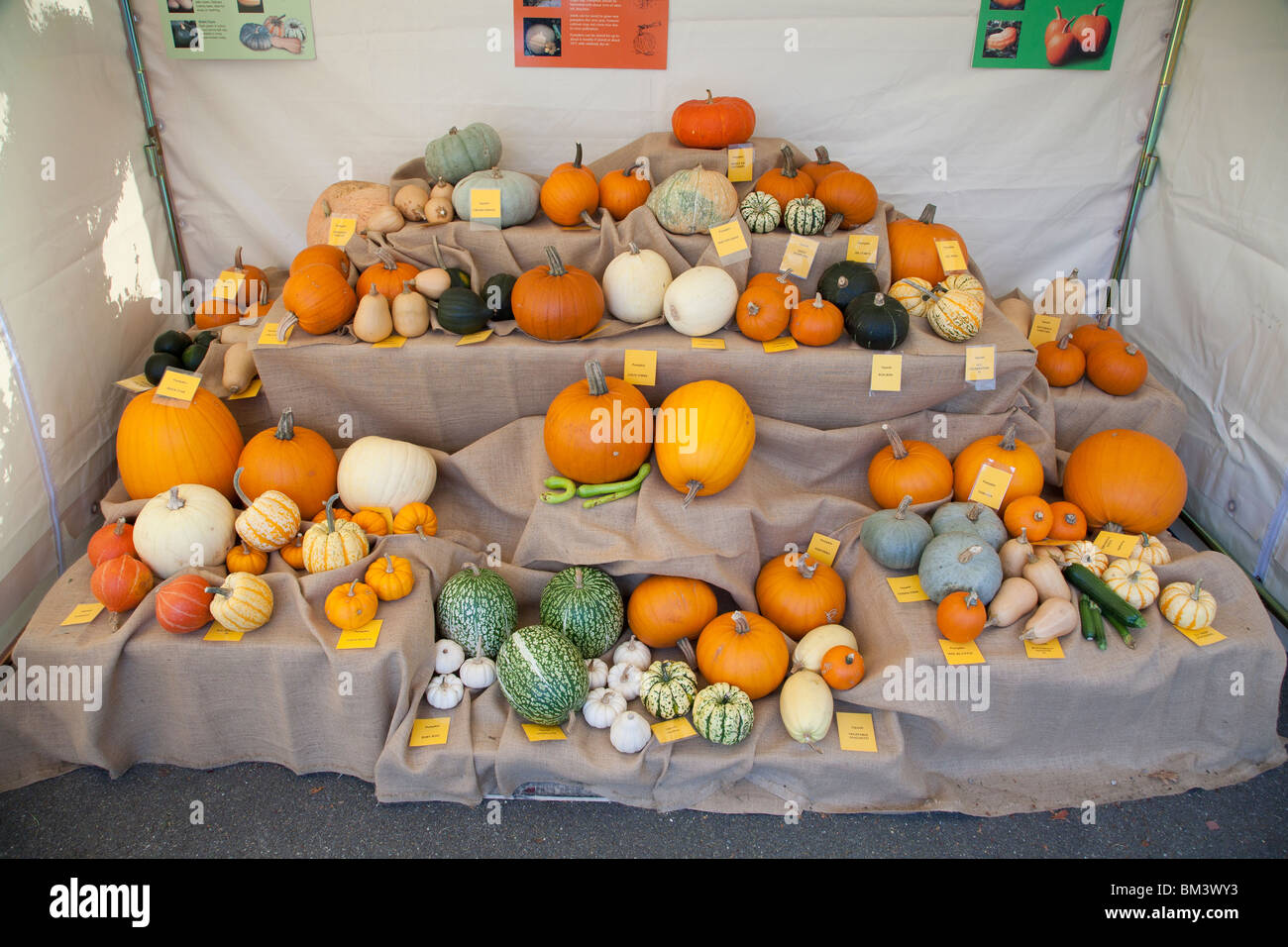 Different types of pumpkins and squashes on display at a farm show, Stock Photo