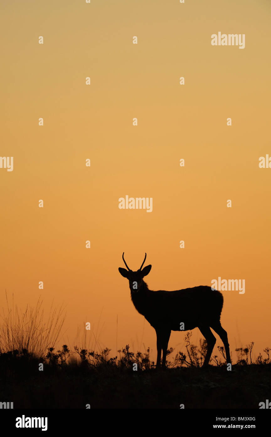 Red Deer (Cervus elaphus). Young stag silhouetted at dusk. Stock Photo