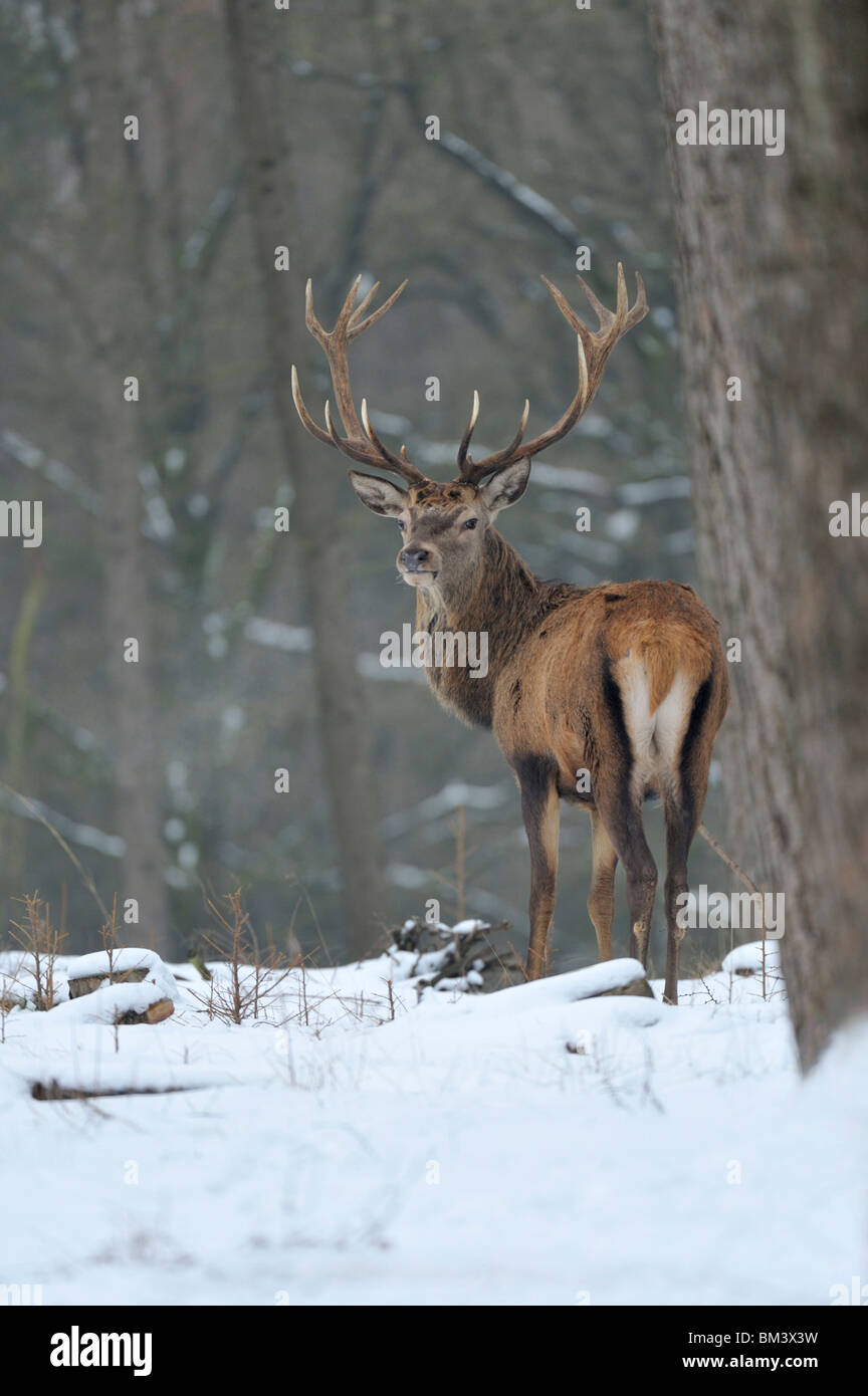 Red Deer (Cervus elaphus). Stag in snowy forest, Netherlands. Stock Photo