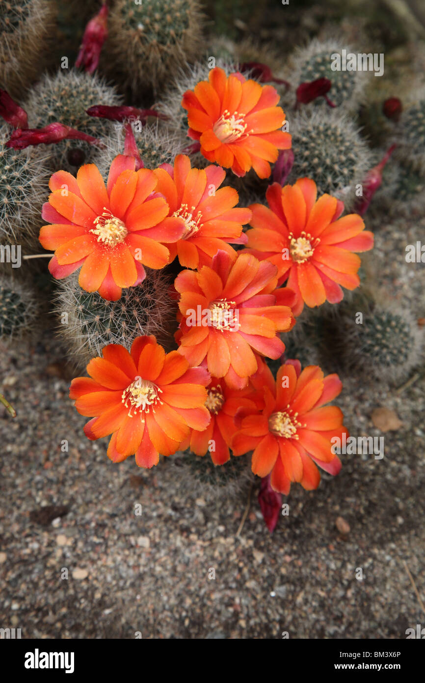 Rebutia Crown Cactus Stock Photo