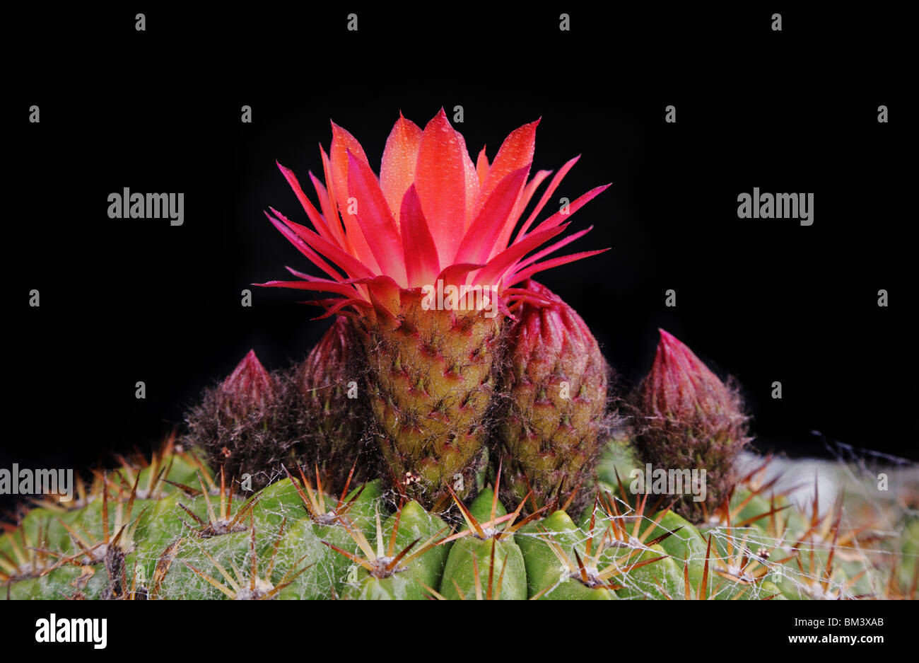 Red Cactus Family Stock Photo