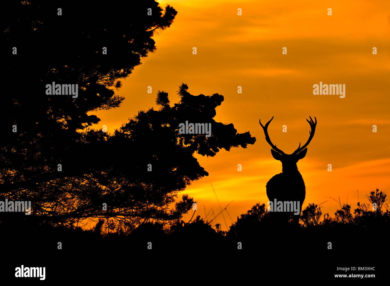Red Deer (Cervus elaphus). Stag and pine silhouetted at dusk. Stock Photo