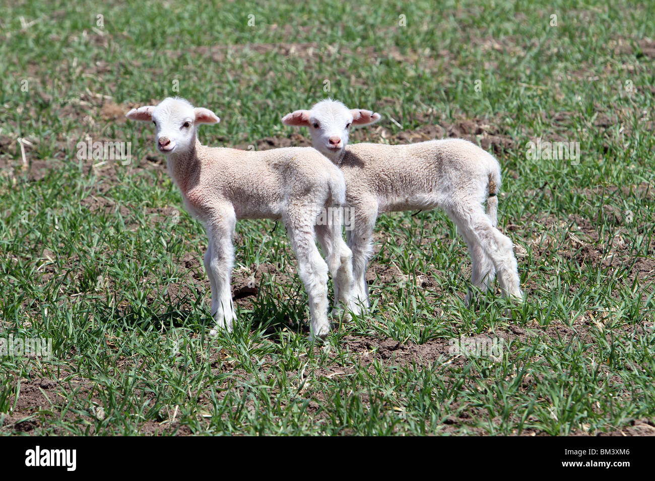 Twin lambs very young early spring in farm field Stock Photo - Alamy