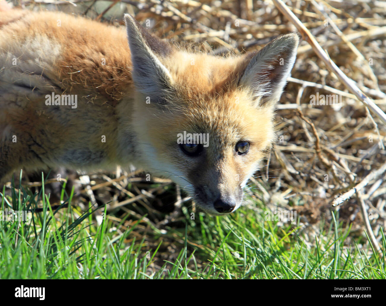 Red Fox young in thicket. Close up of head.  Animal wildlife looking at prey. Stock Photo