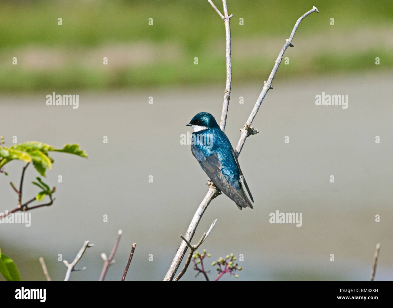 Tree Swallow, Tachycineta bicolor Stock Photo