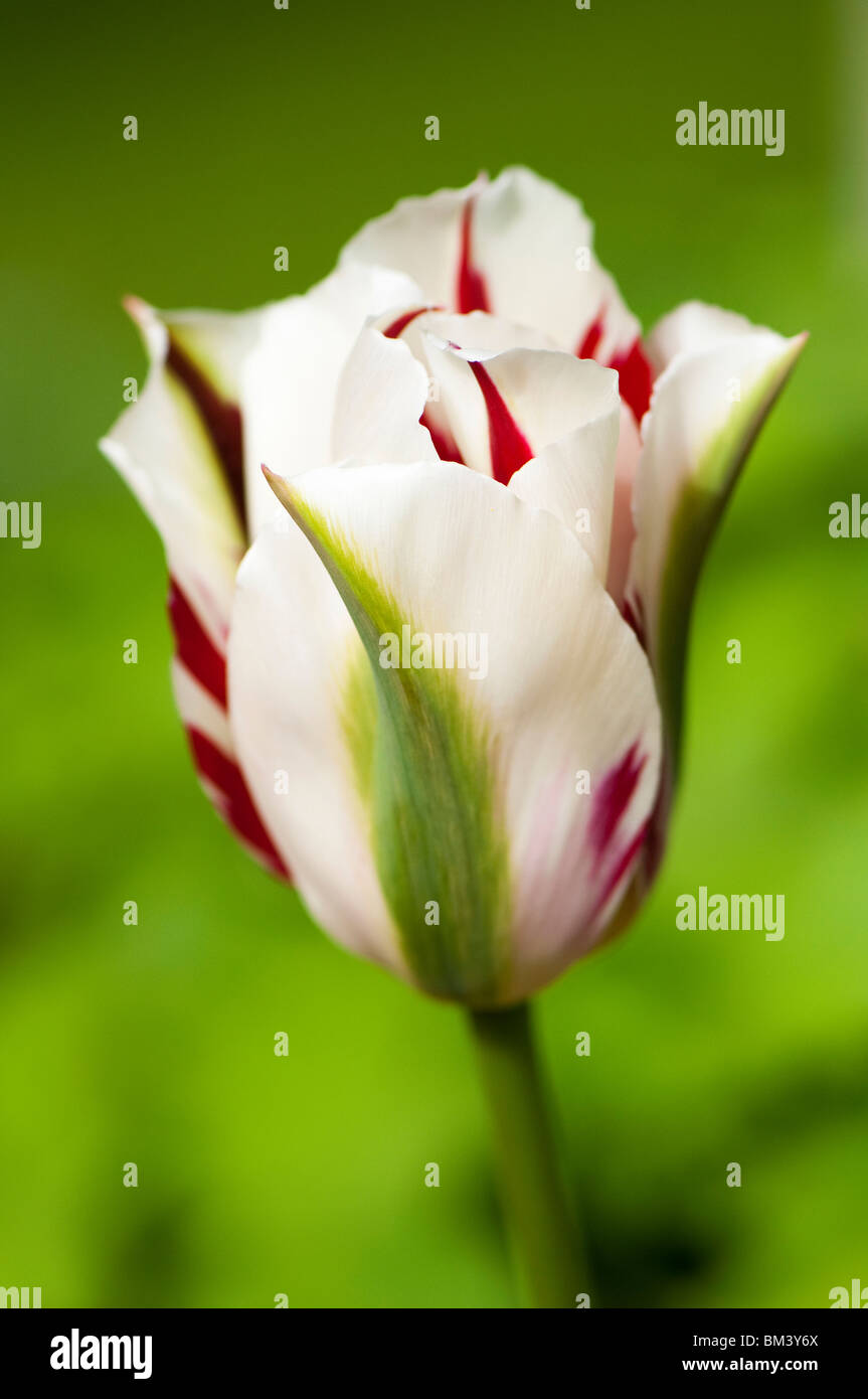 Viridiflora tulip 'Flaming Spring Green' in flower Stock Photo