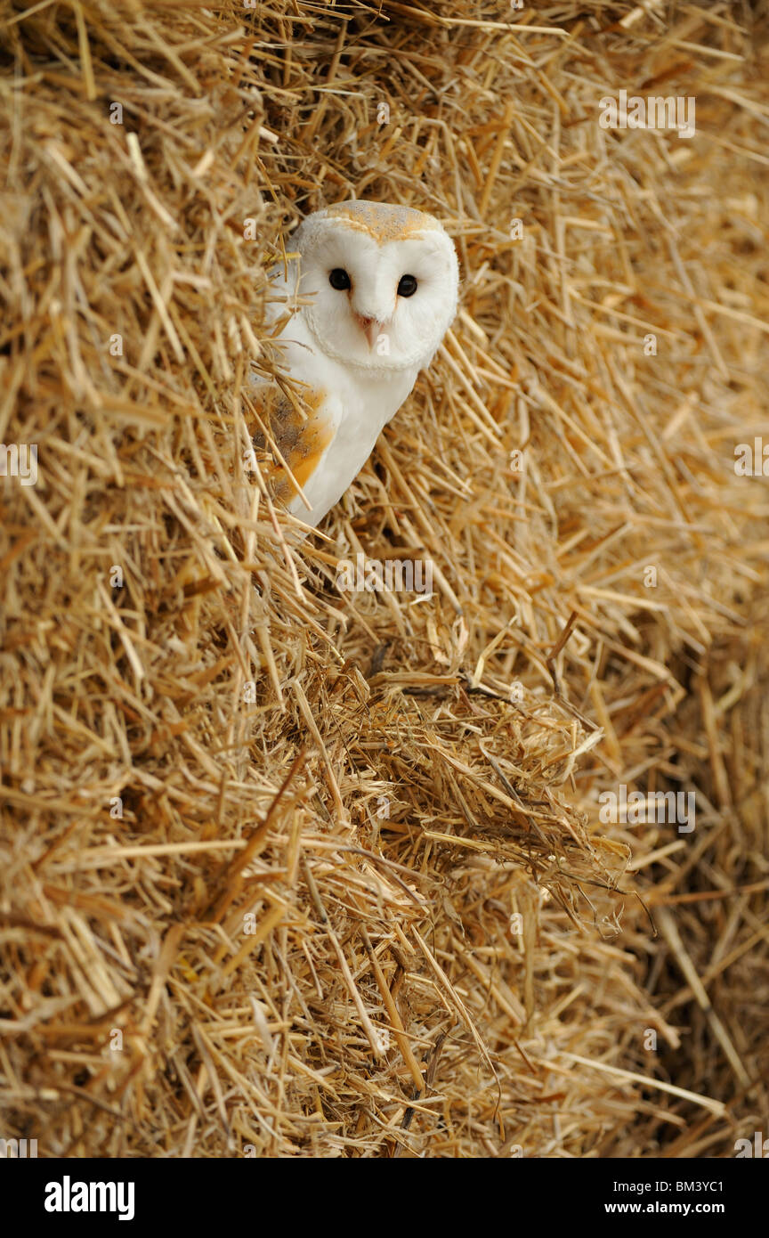 Barn Owl (Tyto alba) roosting in straw stack. Stock Photo
