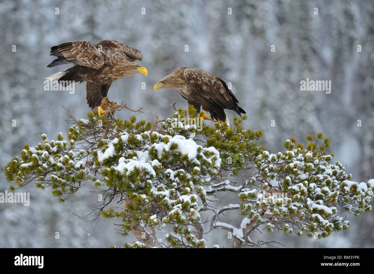 White-Tailed Eagle (Haliaeetus albicilla). Male and female perched on pine tree. Stock Photo