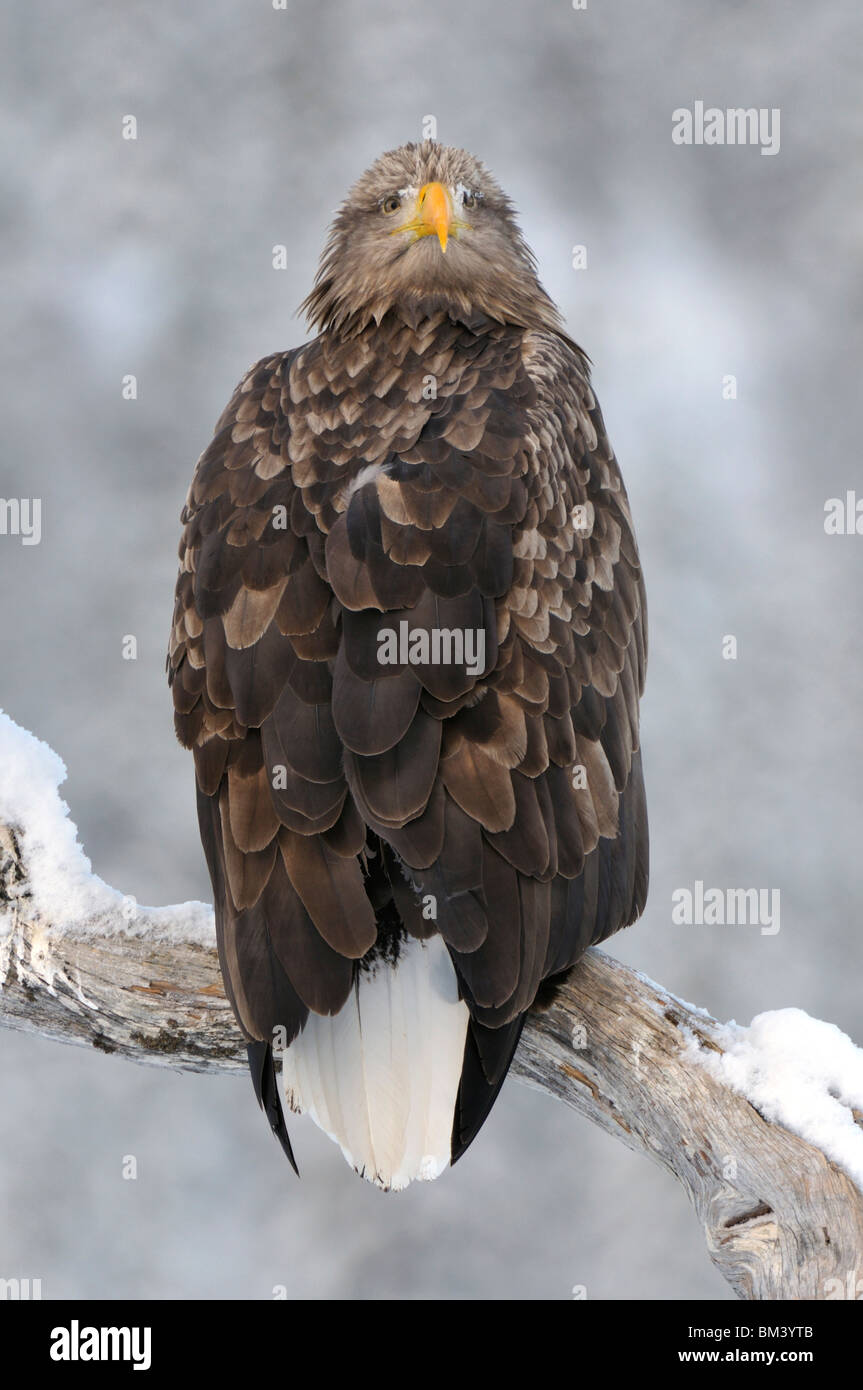 White-Tailed Eagle (Haliaeetus albicilla). Male resting on a snow covered pine branch, Norway. Stock Photo