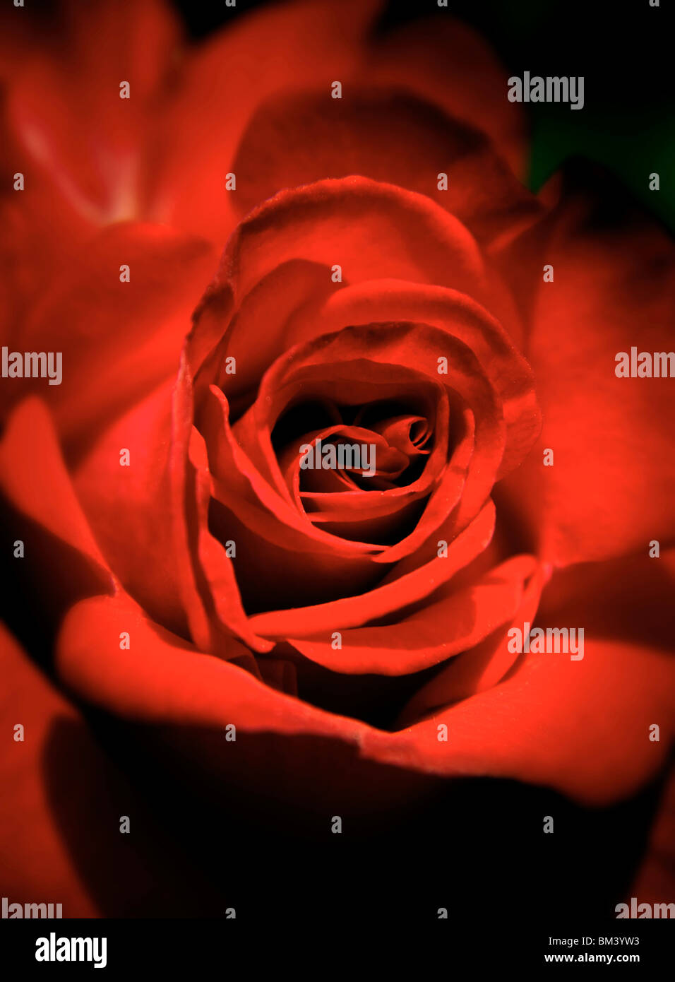 Overhead shot blooming red hi-res stock photography and images - Alamy