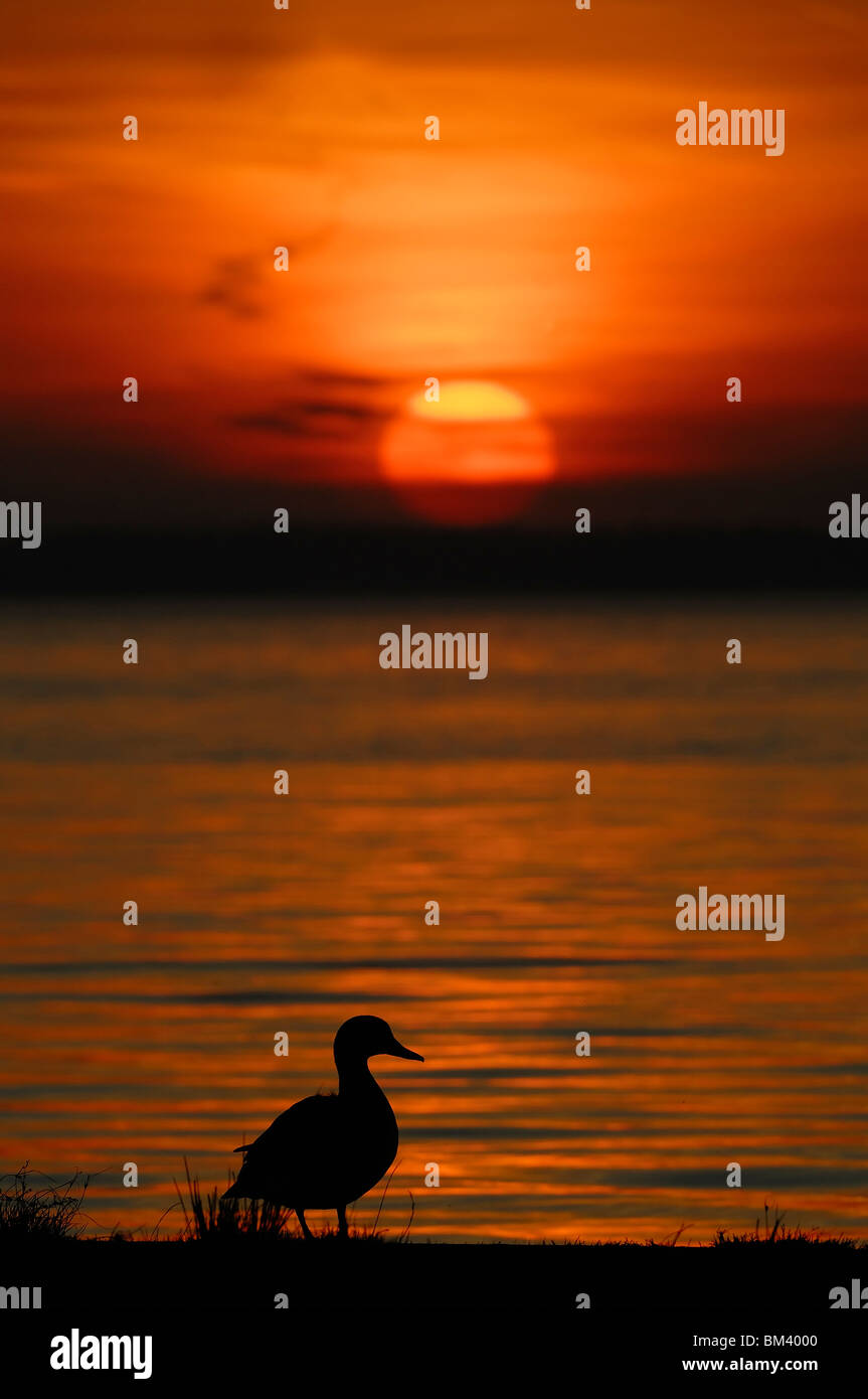 Mallard (Anas platyrhynchos). Male on edge of the water silhouetted against the setting sun. Stock Photo
