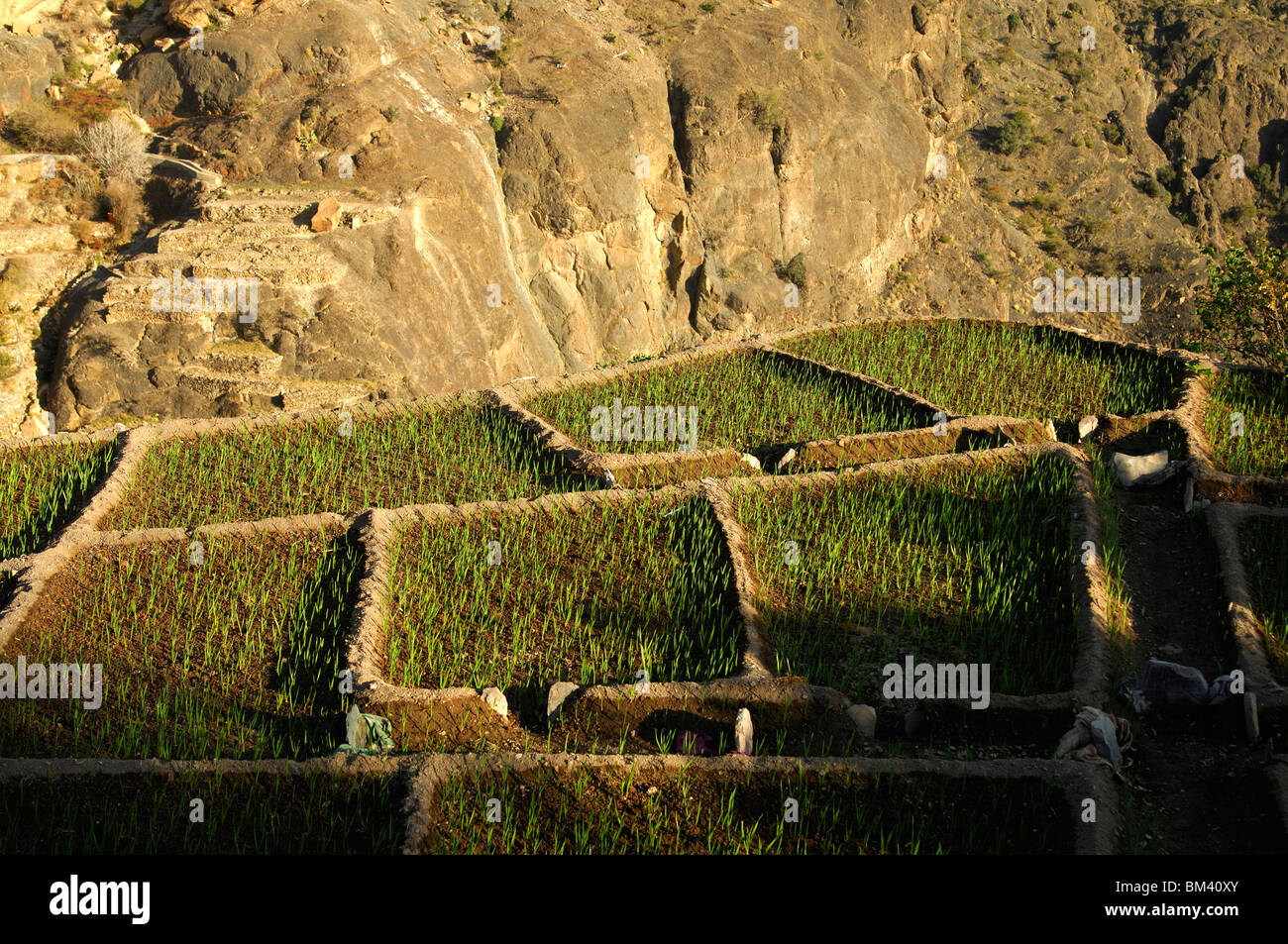 Tiny grain plots at the edge of a canyon in the village of Ash Shirayjah, Al Hajar mountains, Sultanate of Oman Stock Photo