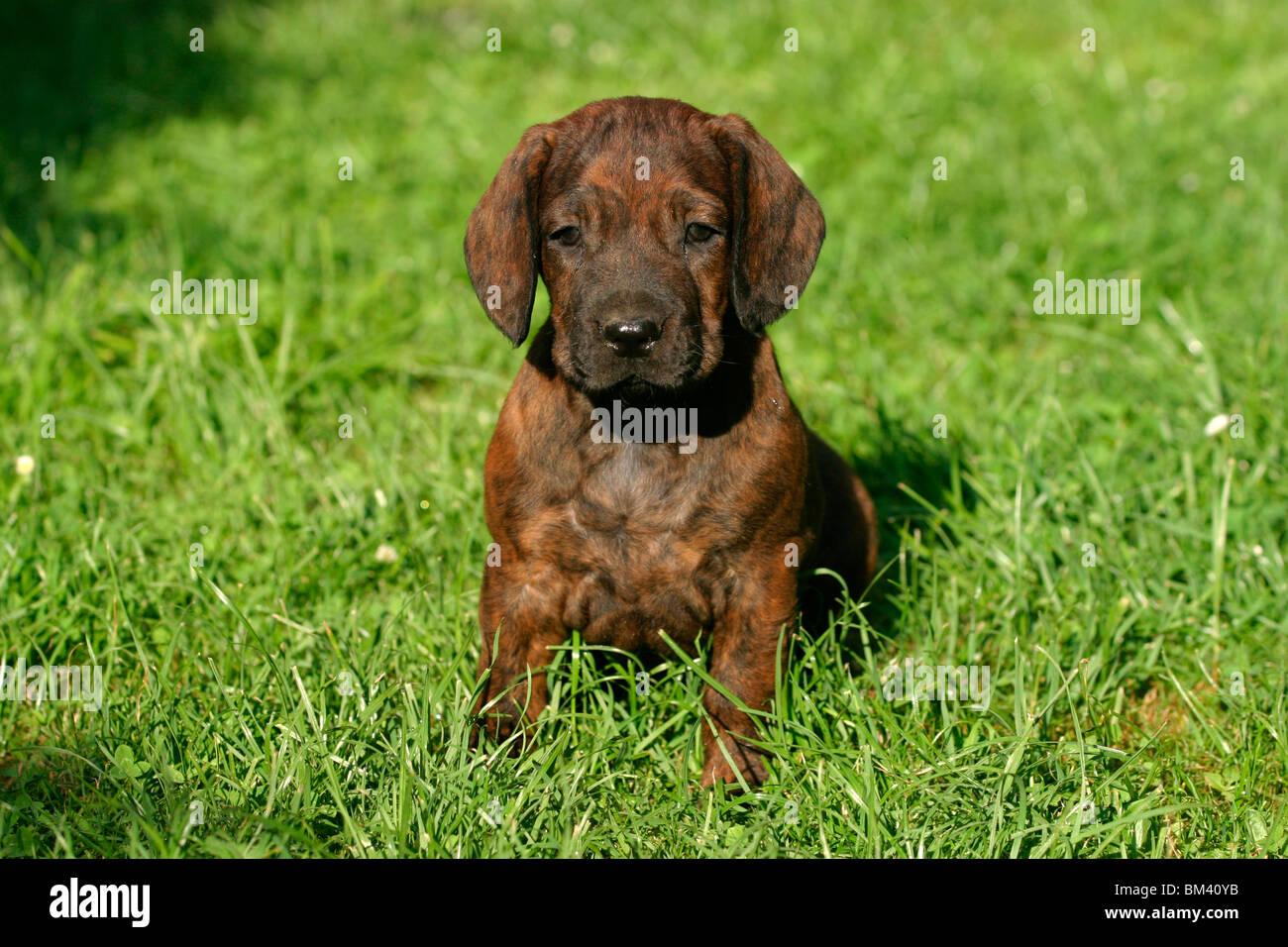 Hannoverscher Schweisshund High Resolution Stock Photography and Images -  Alamy