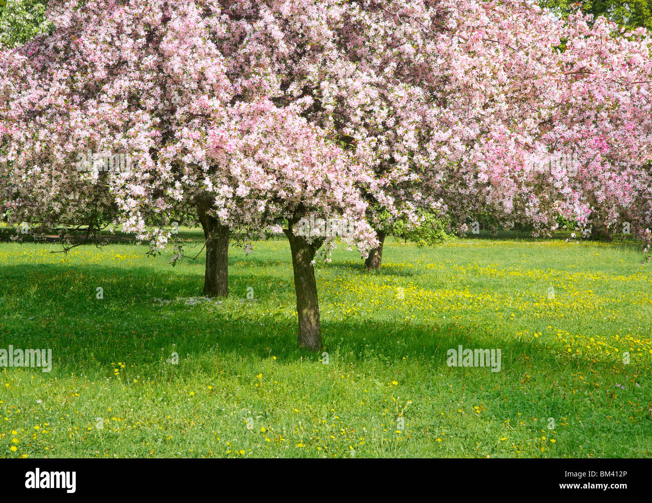 Flowering fruit tree, spring time Stock Photo
