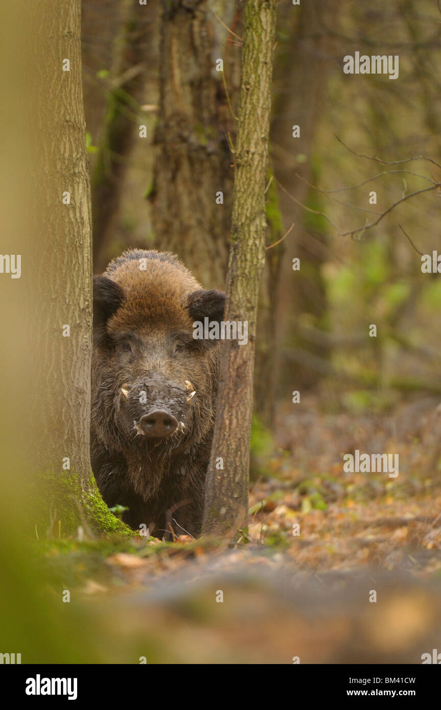 Wild Boar (Sus scrofa). Large male looking out from behind tree trunks, Netherlands. Stock Photo