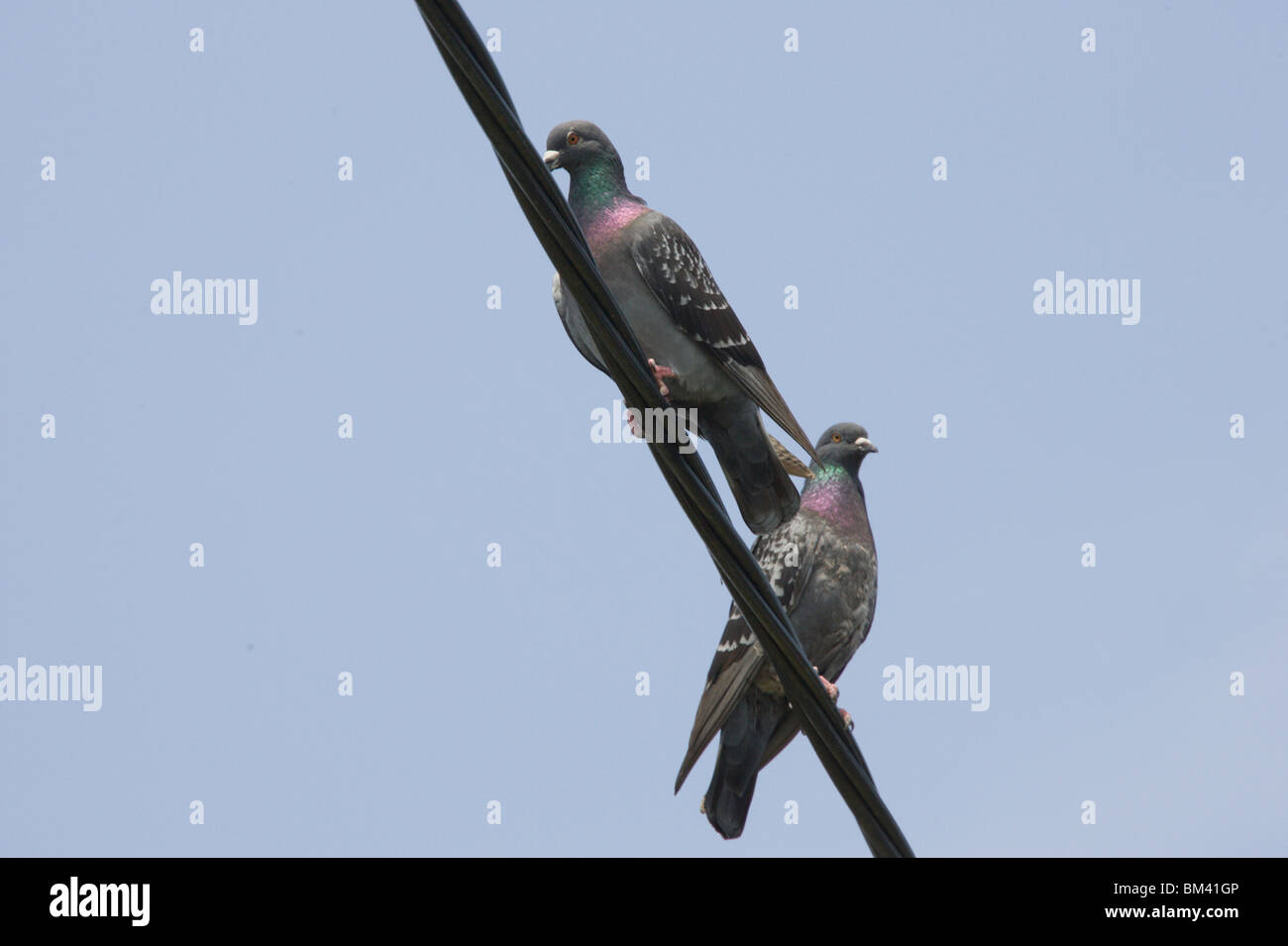 Pigeons telegraph wire pigeon hires stock photography and images Alamy
