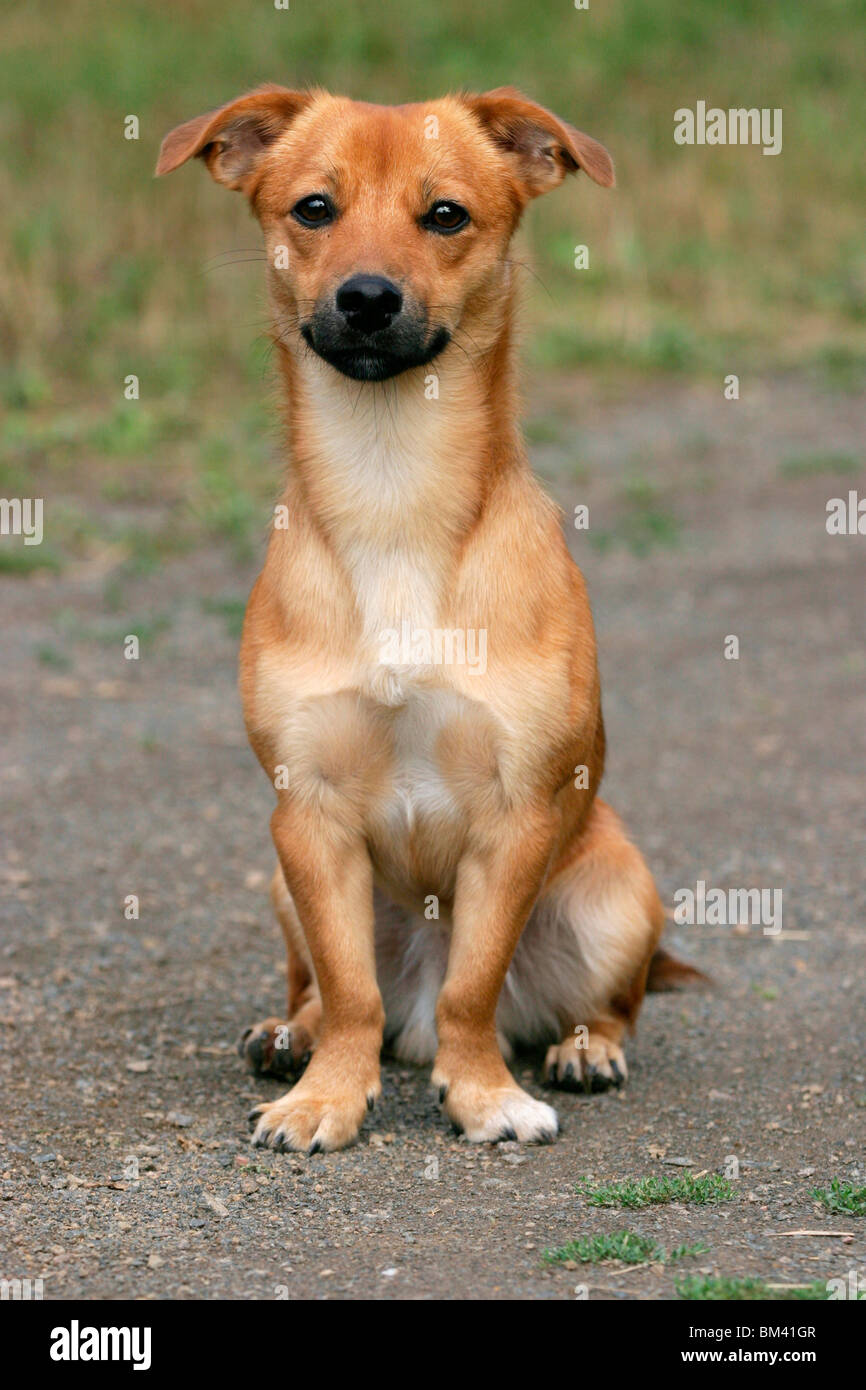 sitzender Hund / sitting dog Stock Photo - Alamy