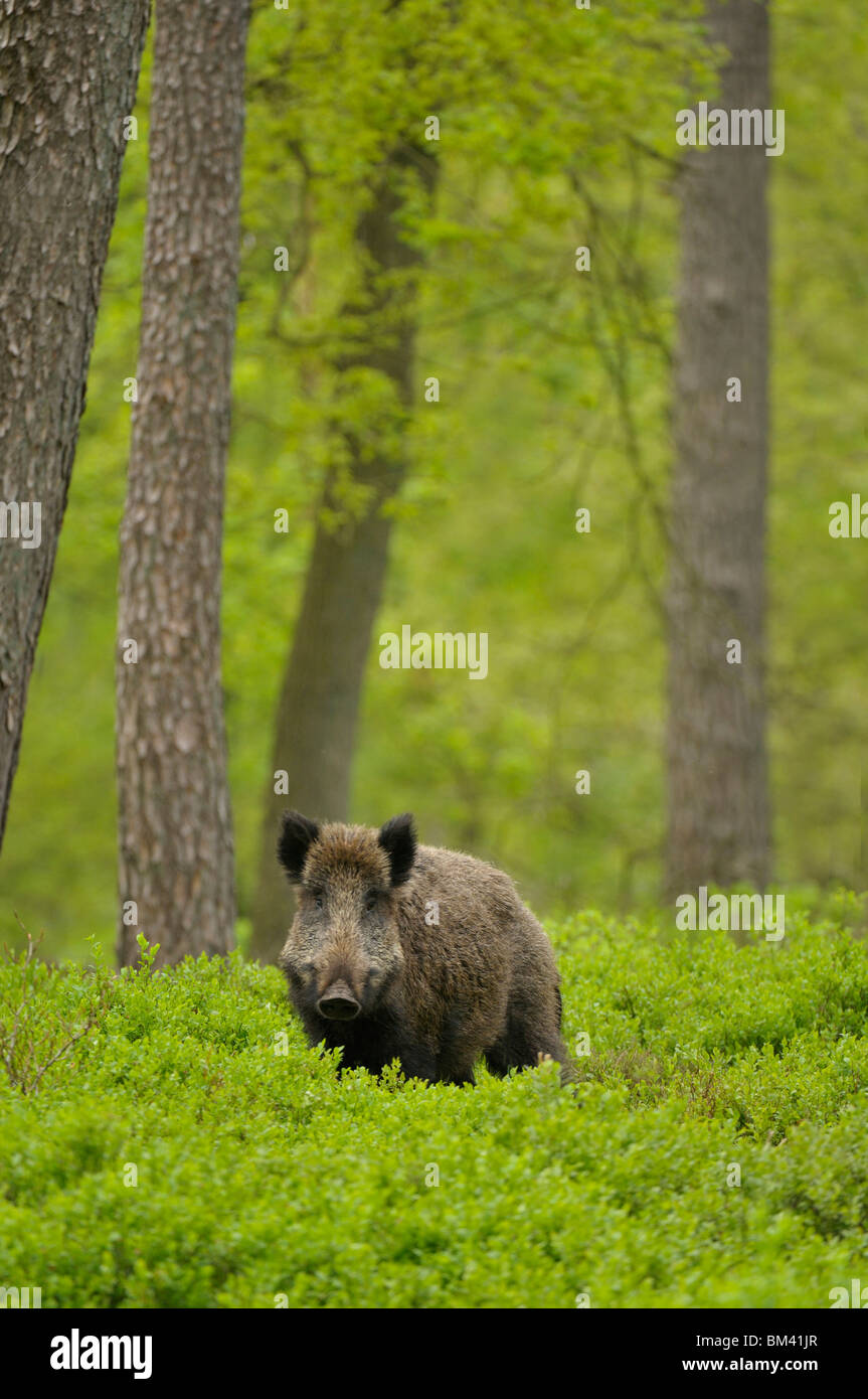 Wild Boar (Sus scrofa). Young male boar standing amongst Pine trees and Bilberry during spring, Netherlands. Stock Photo