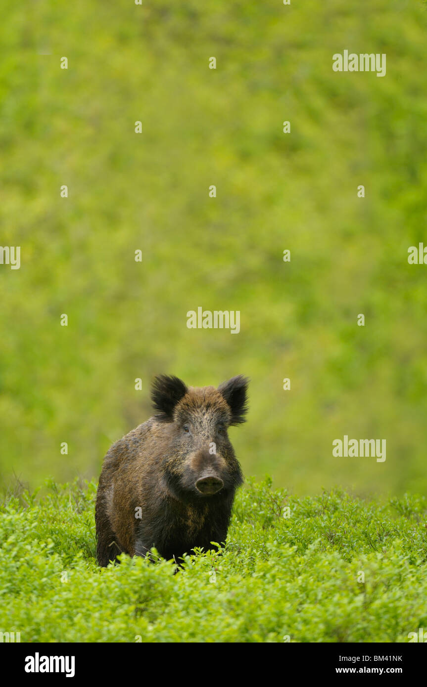 Wild Boar (Sus scrofa). Young male standing in knee-deep in Bilberry during spring, Netherlands. Stock Photo
