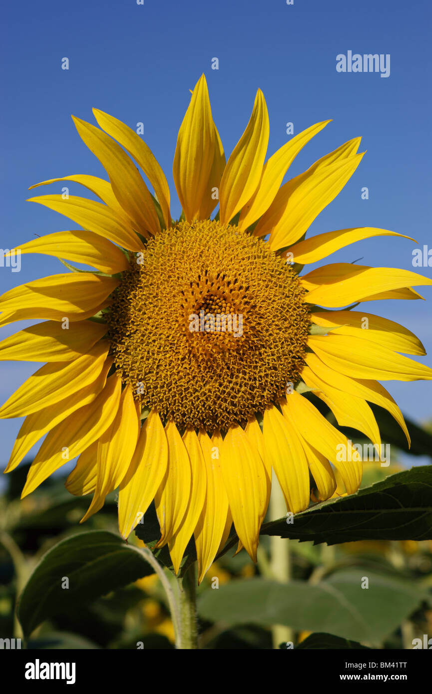 Sunflower against blue sky Stock Photo - Alamy