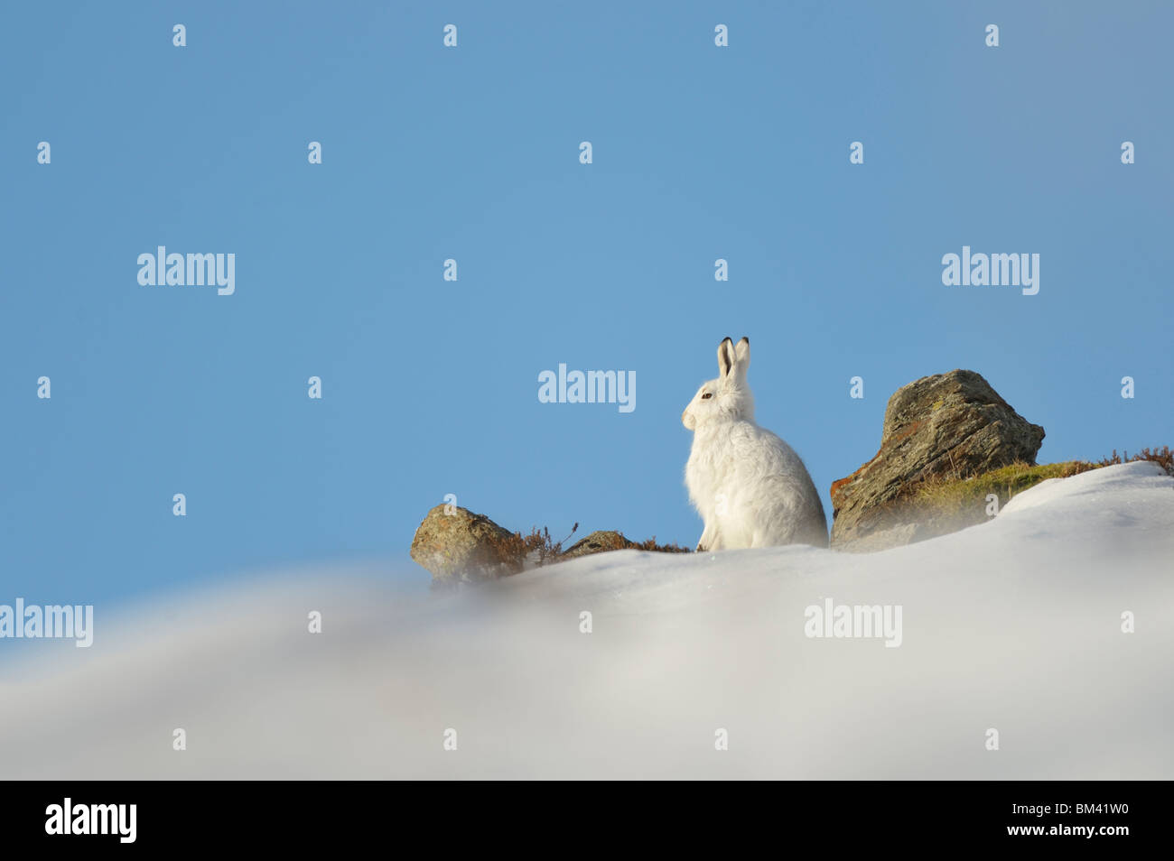 Mountain Hare (Lepus timidus) in winter pelage (coat) resting on a snowy hillside, Cairngorms, Scotland. Stock Photo