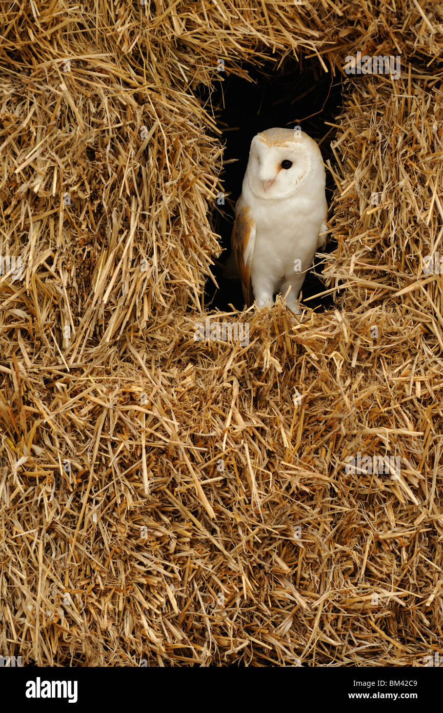 Barn Owl (Tyto alba) roosting in straw stack. Stock Photo